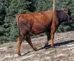 свободни телета от 20 дни до 2 години , снимка 13