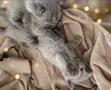 Британска късокосместа , снимка 8