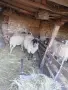 Продавам овце и коч, снимка 2