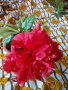 Китайска роза, снимка 1 - Стайни растения - 38396739