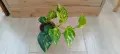Филодендрон (Philodendron) / Сингониум (Syngonium), снимка 8