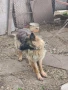 Немска овчарка, снимка 3
