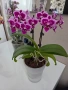 phalaenopsis в самополивна саксия, снимка 1