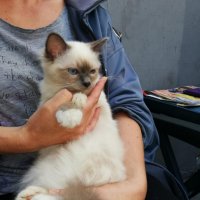 Бирманска свещена котка - търся мъжки котарак за продължаване на рода в  Други в гр. София - ID32048747 — Bazar.bg