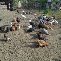 продавам пуйки,гъски,патици,кокошки, снимка 6 - други­ - 44288413