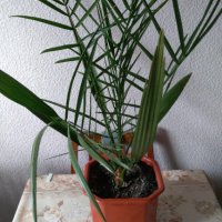 Палма-финикова, снимка 6 - Стайни растения - 30844825
