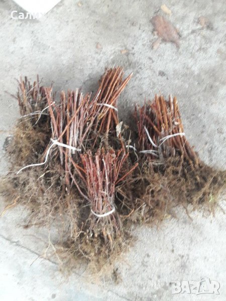 целогодишни малини сорт "ЛЮЛИН" , снимка 1