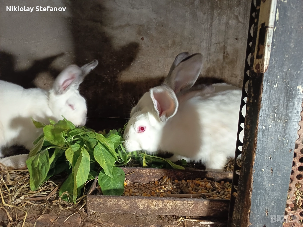 Зайци за разплод, снимка 1
