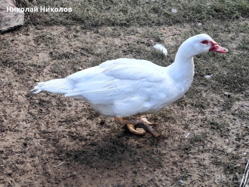 Неми патици , снимка 1