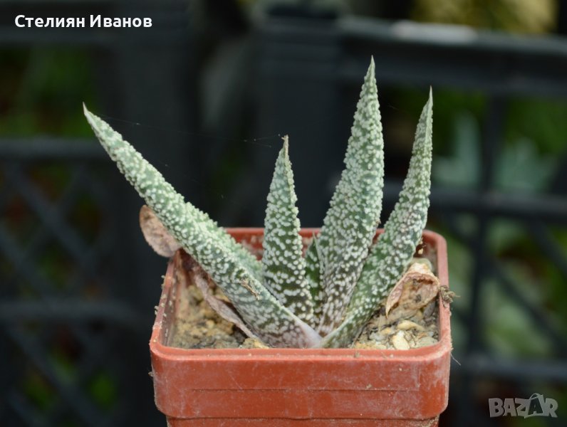 Гастерия (Gasteria carinata var. verrucosa), снимка 1