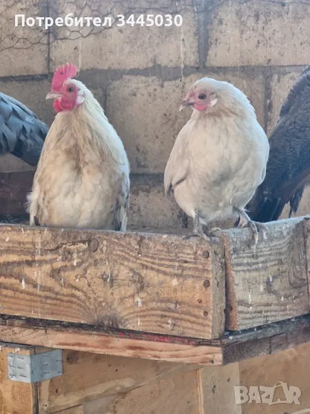 Продавам двойка холандски бантам , снимка 1