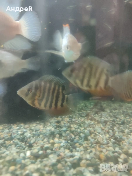 Зелен северум, снимка 1