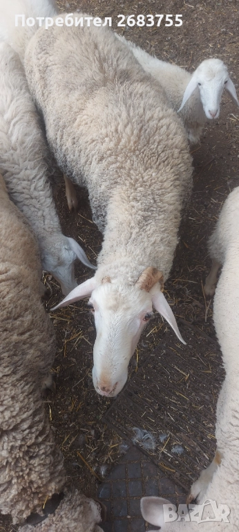4 броя заплодени овце, снимка 1