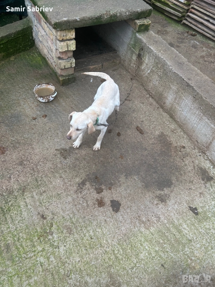 Продавам Кучета , снимка 1