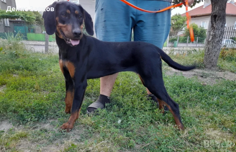 Българско лудогорско гонче, снимка 1