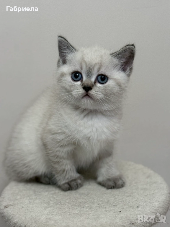 Британски късокосмести котенца , снимка 1