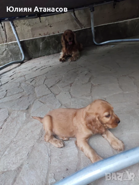 Кокершпаньол, снимка 1