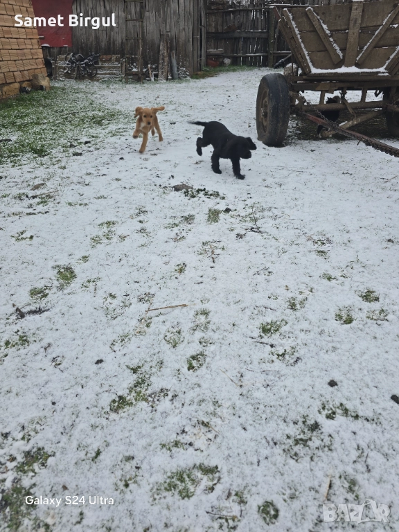 Кученца, снимка 1