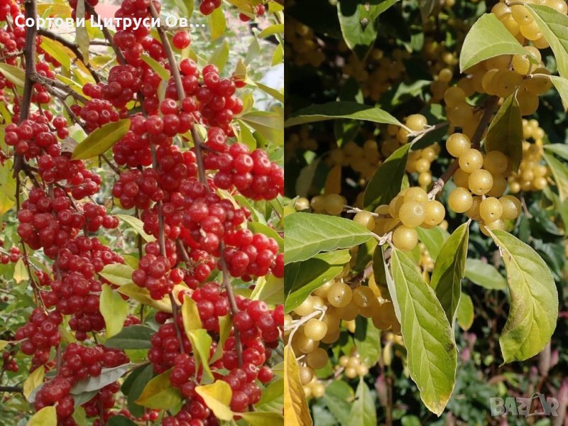 Поинтила Есенна Маслина Elaeagnus umbellata, снимка 1