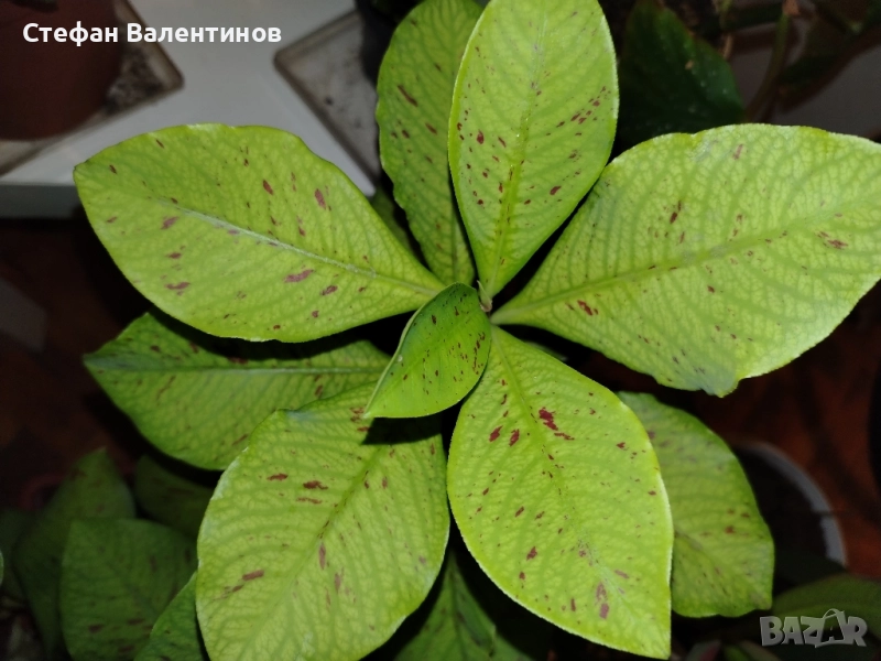Euphorbia Synadenium grantii (каучуково дърво) , снимка 1