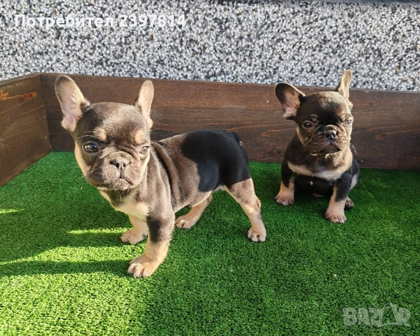 Френски булдог , снимка 6 - Френски булдог - 52372599