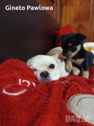 Между Пинчер-Чихуахуа , снимка 2 - Пинчер - 52356137