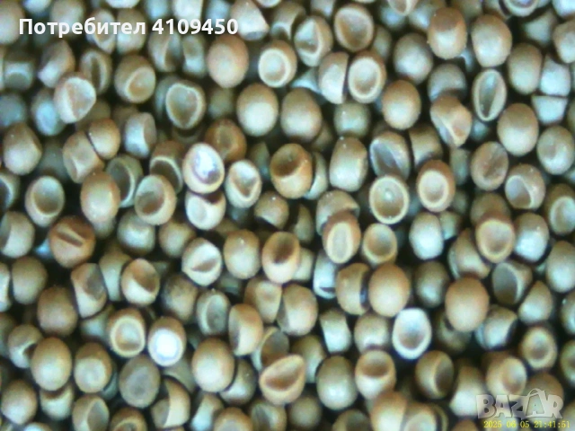 Цисти от артемия (Salina) за люпене, сухи, 85 % люпимост, снимка 10 - Аквариуми - 53189361