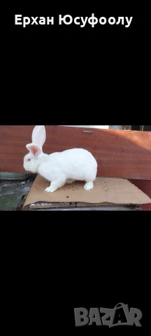 Токачки Зайци, снимка 5 - Други животни - 53297235