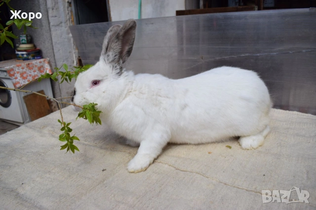 Зайци за разплод, снимка 15 - Други животни - 53611714