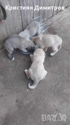 Продават се .Чистокръвни кангалчета .