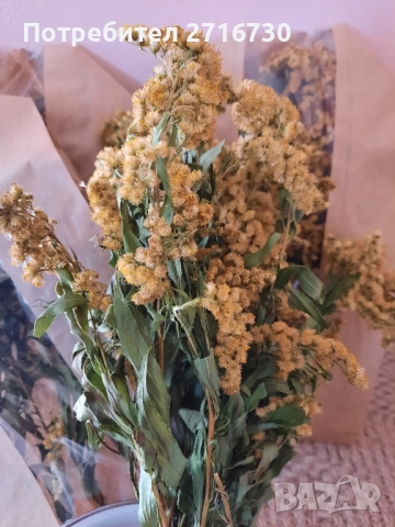 ЗЛАТНА ПРЪЧИЦА – Вълшебна билка при цистит, снимка 3 - Други - 51643525