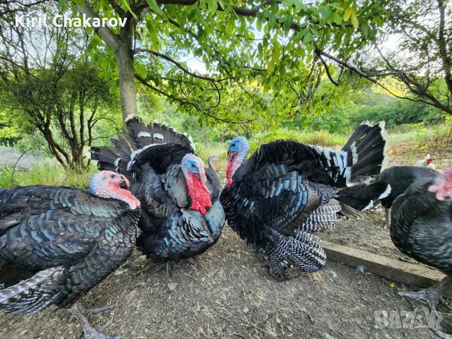 Пуйки,Пуяци и Пуйчета., снимка 2 - Кокошки и пуйки - 50479571