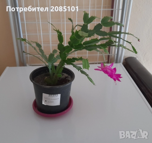 Коледниче, снимка 5 - Стайни растения - 52539915