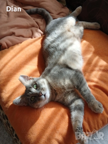 Подарявам котка, Синьо Таби, женска, кастрирана , снимка 12 - Други - 52177916