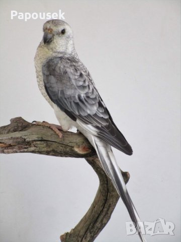 Пойни Папагали, снимка 13 - Папагали - 42485467