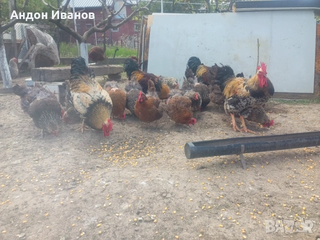 Разплодни яйца и малки пиленца от Катунски кокошки, снимка 9 - други­ - 54355709