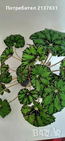 ГОЛЯМА и МАЛКА СТАЙНА БЕГОНИЯ , снимка 2 - Стайни растения - 51887494