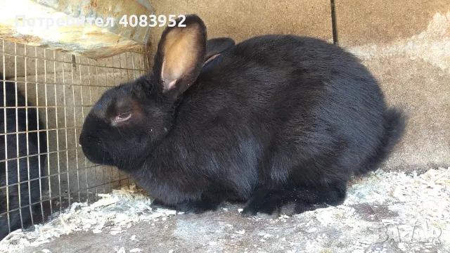 най различни зайци, снимка 5 - Други - 49905491