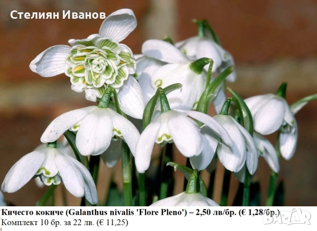 Кичесто кокиче (Galanthus nivalis 'Flore Pleno') – луковици