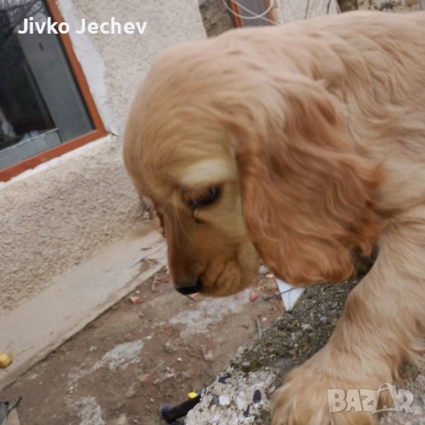 Кокер Шпаньол , снимка 3 - Кокер шпаньол - 53220425