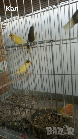 Канари Орфей, снимка 7 - Канари - 51518262