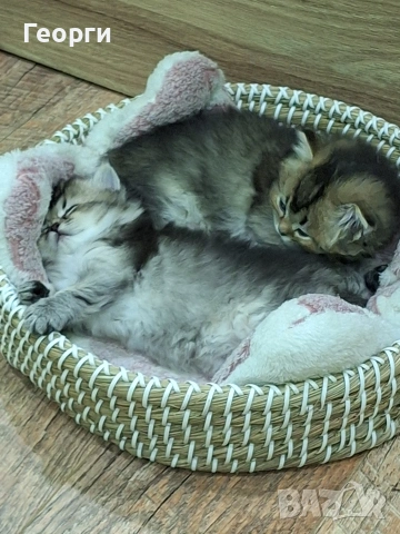 Британски късокосмести, снимка 6 - Британска късокосместа - 54100765