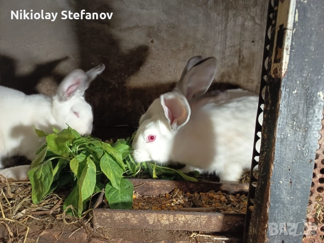 Зайци за разплод