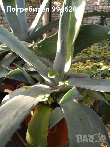 Агаве, снимка 2 - Градински цветя и растения - 38170684