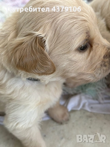Голдън ретривър момче родословен баща, снимка 11 - Голдън ретривър - 52909387