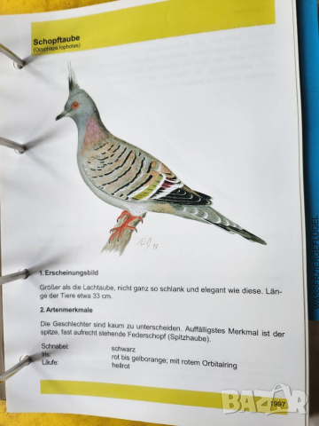 Декоративни птици - Немски стандарт (официален), цветен, над 300 вида описани, критерии за оценка..., снимка 9 - Енциклопедии, справочници - 52341558