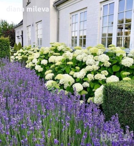 Хортензия Анабел за супер слънце,Hydrangea arborescens Annabelle, снимка 6 - Градински цветя и растения - 42868091