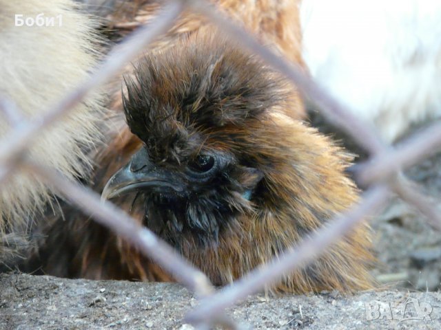 Яйца от копринки, снимка 5 - Кокошки и пуйки - 28681077