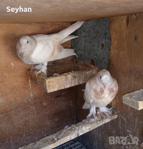 Мардини мардини 