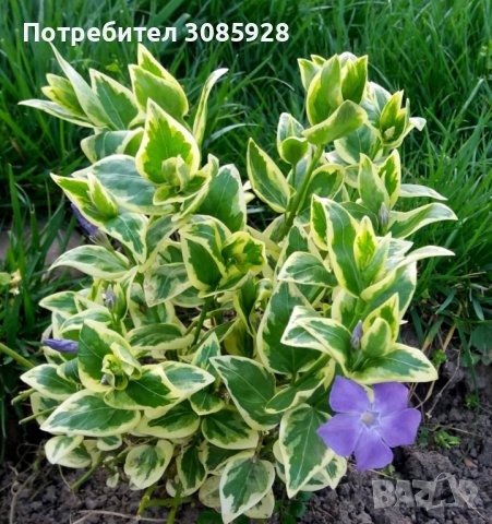 Винка Vinca minor, снимка 2 - Градински цветя и растения - 38471753